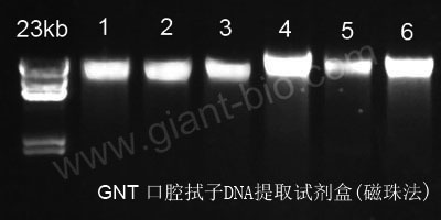 口腔拭子400-200副本1.jpg